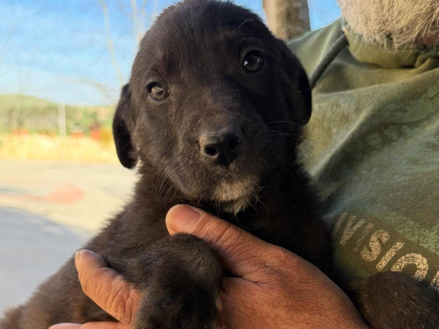 Adotta un cane, taglia media, maschio, Matera