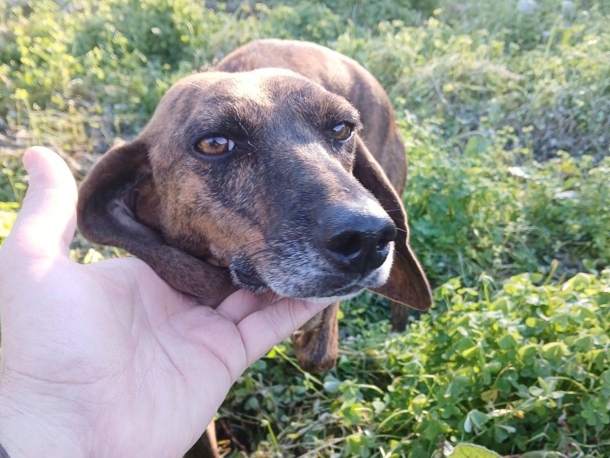 Adozione cane, femmina, Segugio maremmano Razza sconosciuta, 2 anni e 3 mesi, taglia media contenuta, Trieste