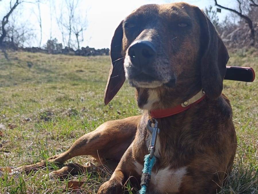 Adotta un cane, femmina, 2 anni e 3 mesi, Trieste