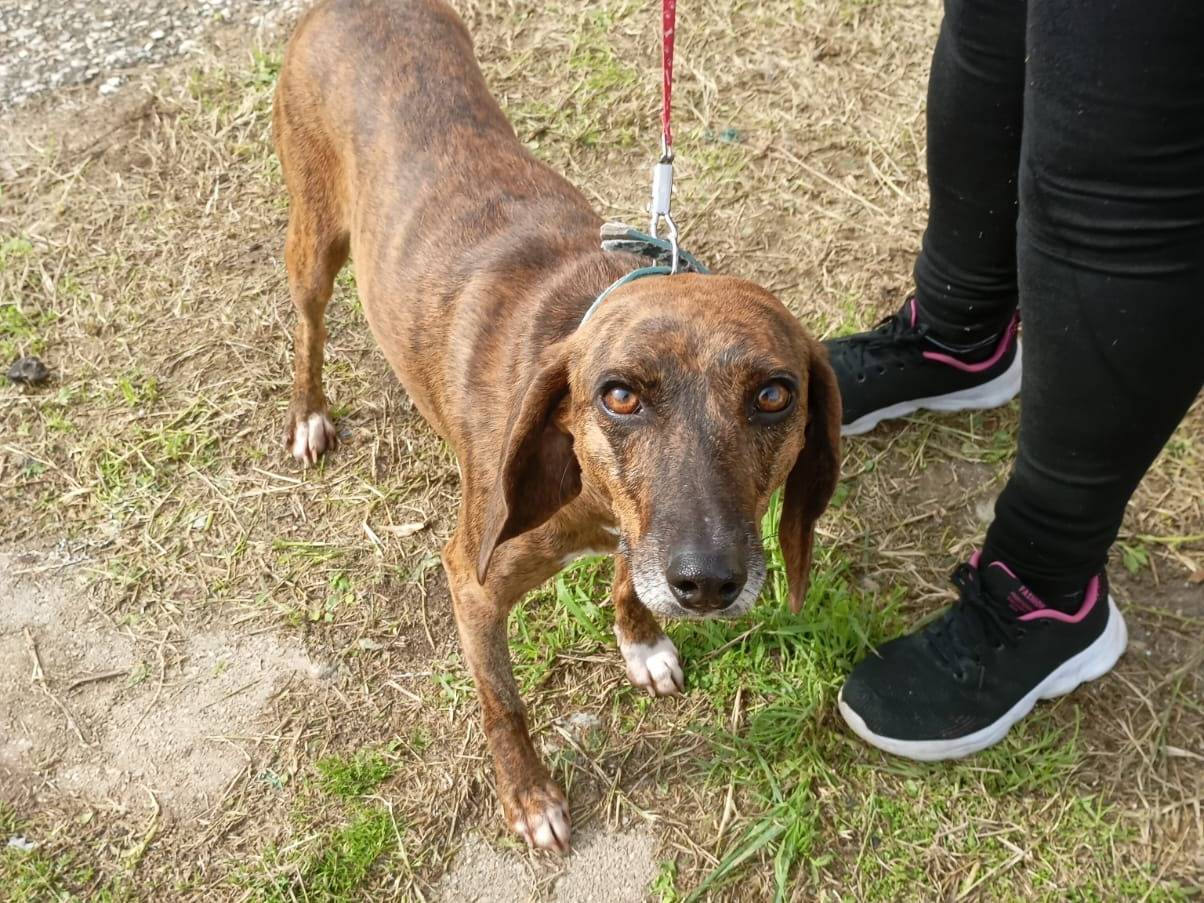 Adotta un cane, taglia media contenuta, femmina, Trieste
