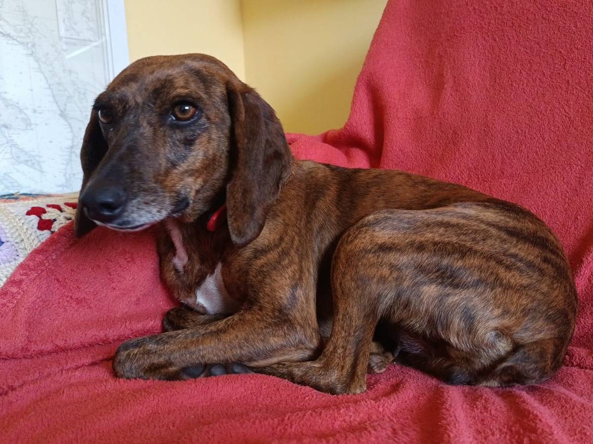 Vuoi adottare un cane a Trieste?