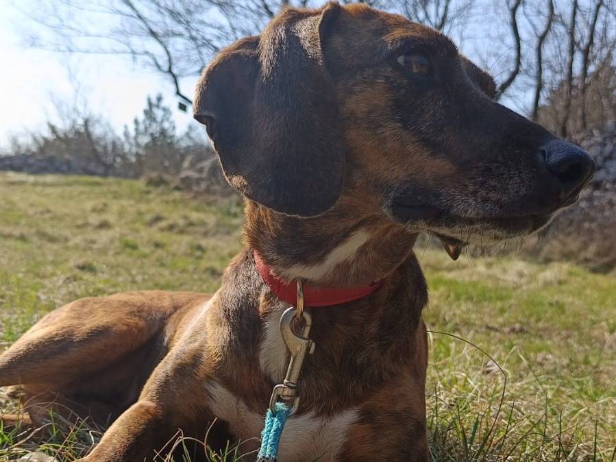 Adotta il cane CAROLINA a Trieste