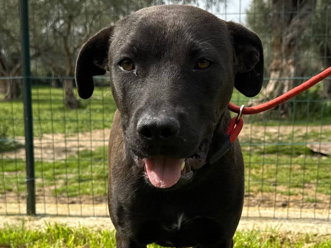 Adozione cane, maschio, Pitbull Razza sconosciuta, 2 anni e 7 mesi, taglia media, Matera