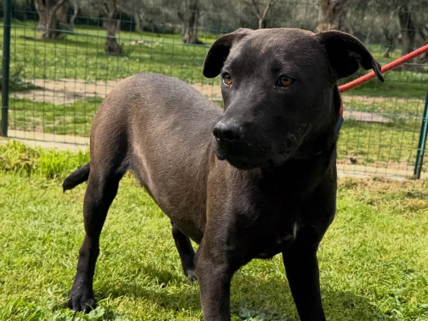 Adotta un cane, taglia media, maschio, Matera