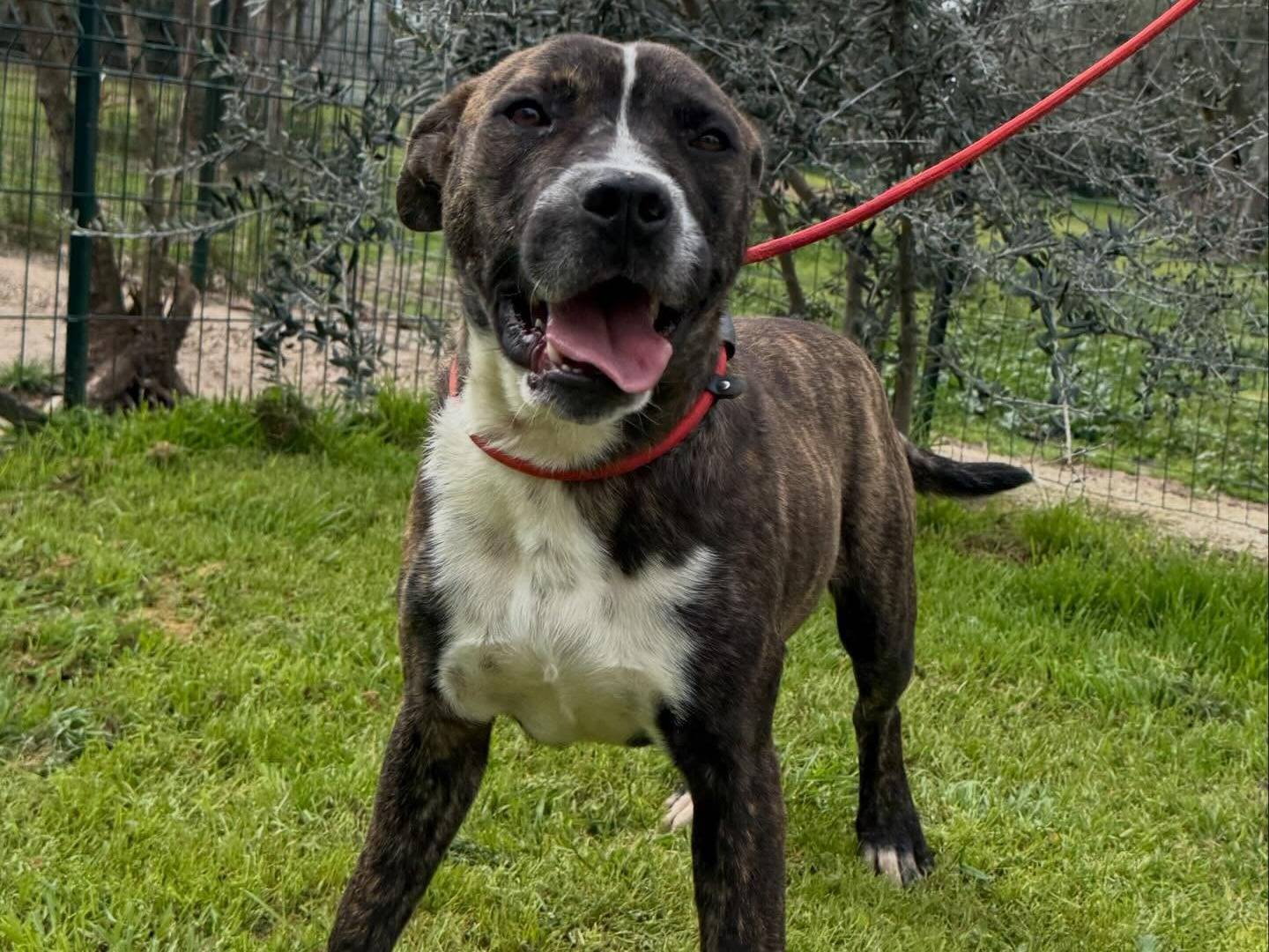 Adotta un cane, maschio, 2 anni e 7 mesi, Matera