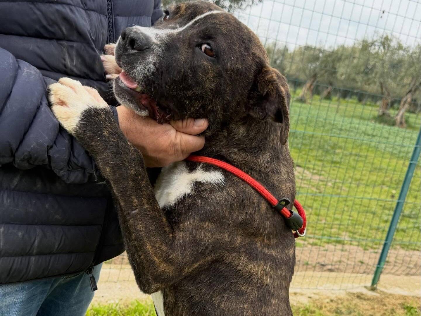 Adotta un cane, taglia media, maschio, Matera