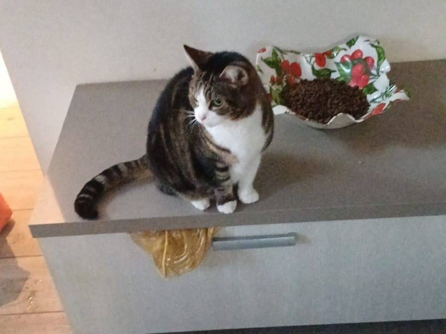 Vuoi adottare un gatto a Milano?