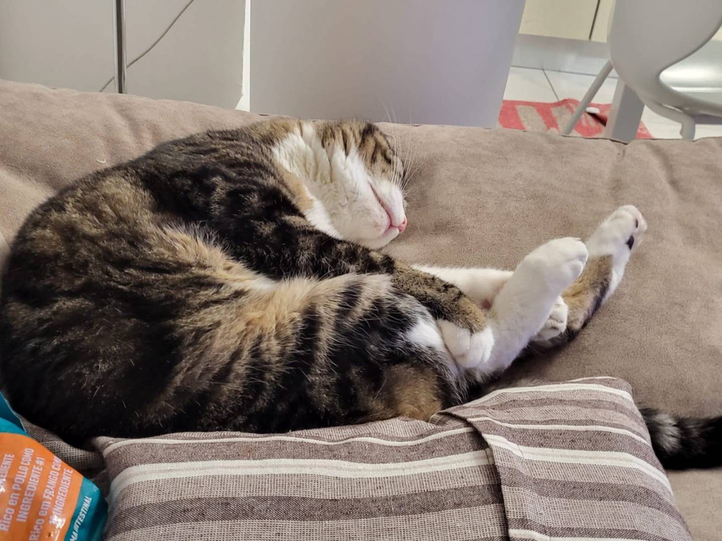 Adotta il gatto Moma a Milano