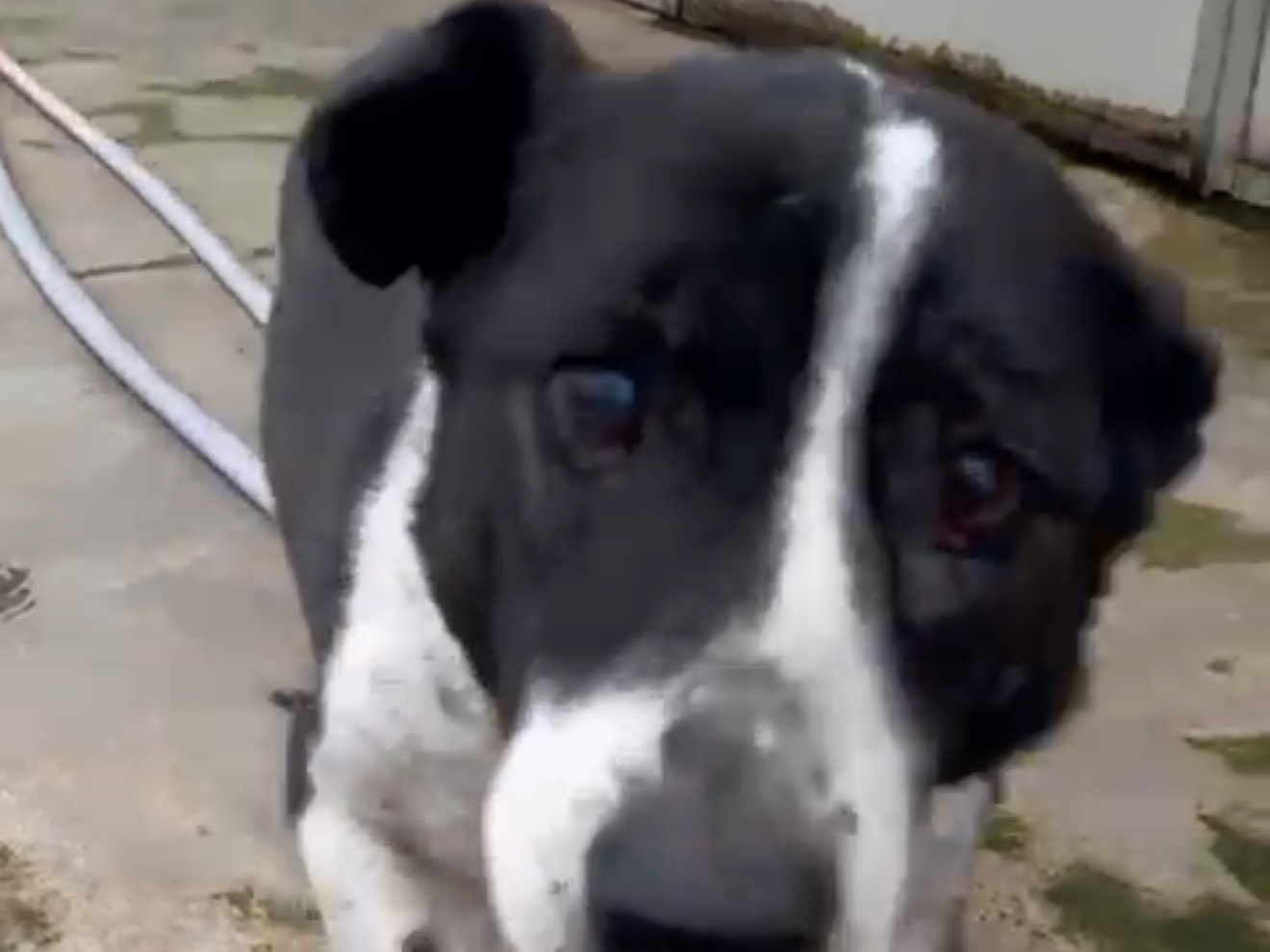 Vuoi adottare un cane a Latina?