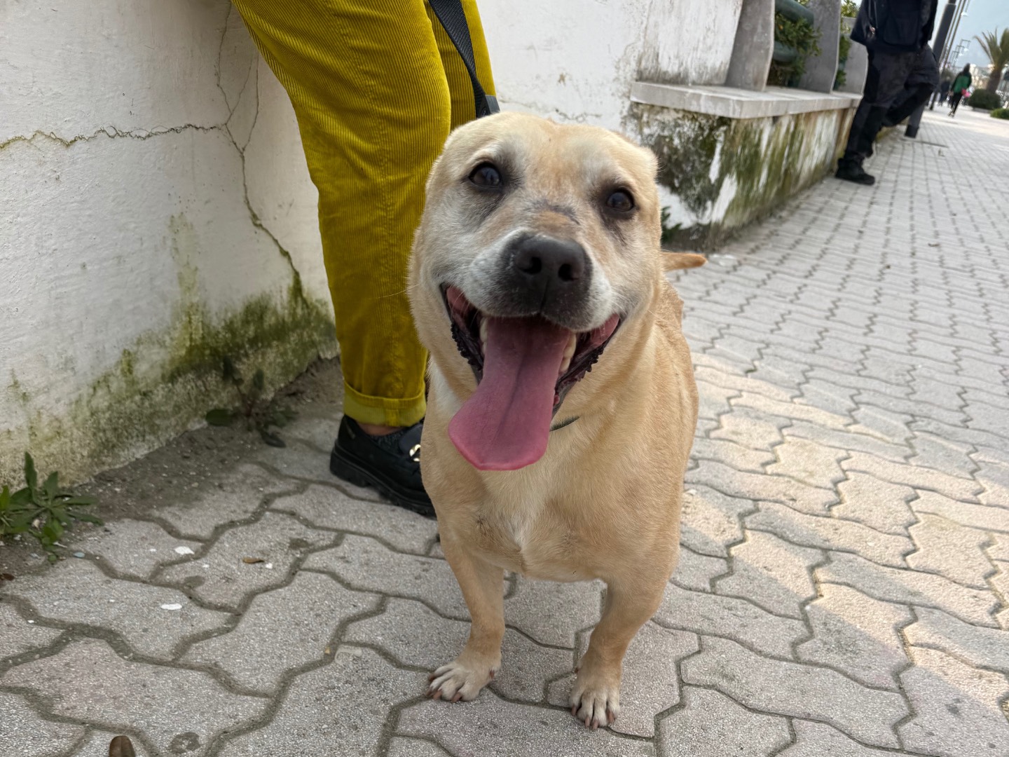 Adotta il cane Ciro a Latina