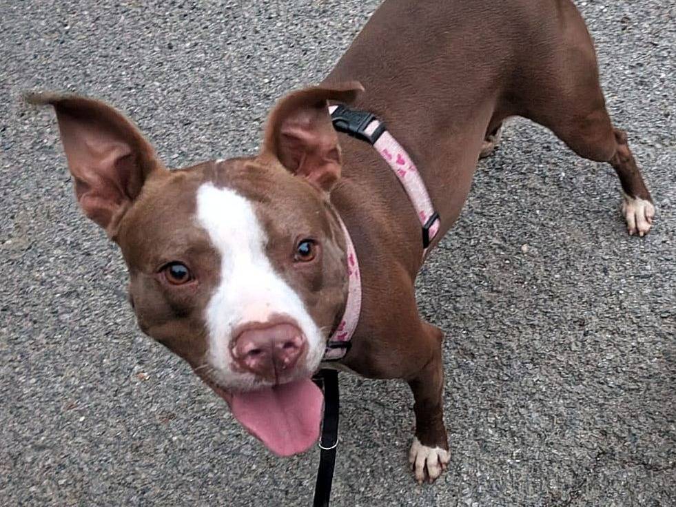 Adozione cane, femmina, Pitbull Razza sconosciuta, 2 anni e 7 mesi, taglia media, Genova