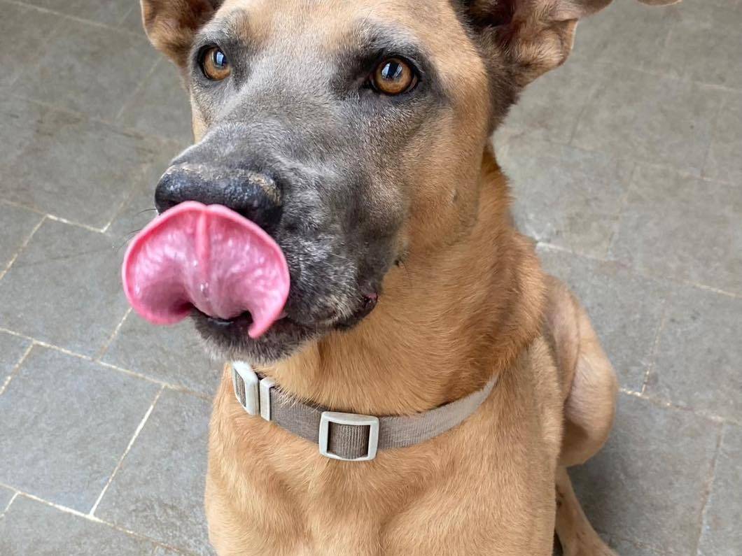 Adozione cane, maschio, Razza sconosciuta Razza sconosciuta, 4 anni e 3 mesi, taglia grande, Bergamo