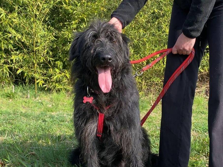 Adozione cane, maschio, Spinone Razza sconosciuta, 2 anni e 2 mesi, taglia media, Varese
