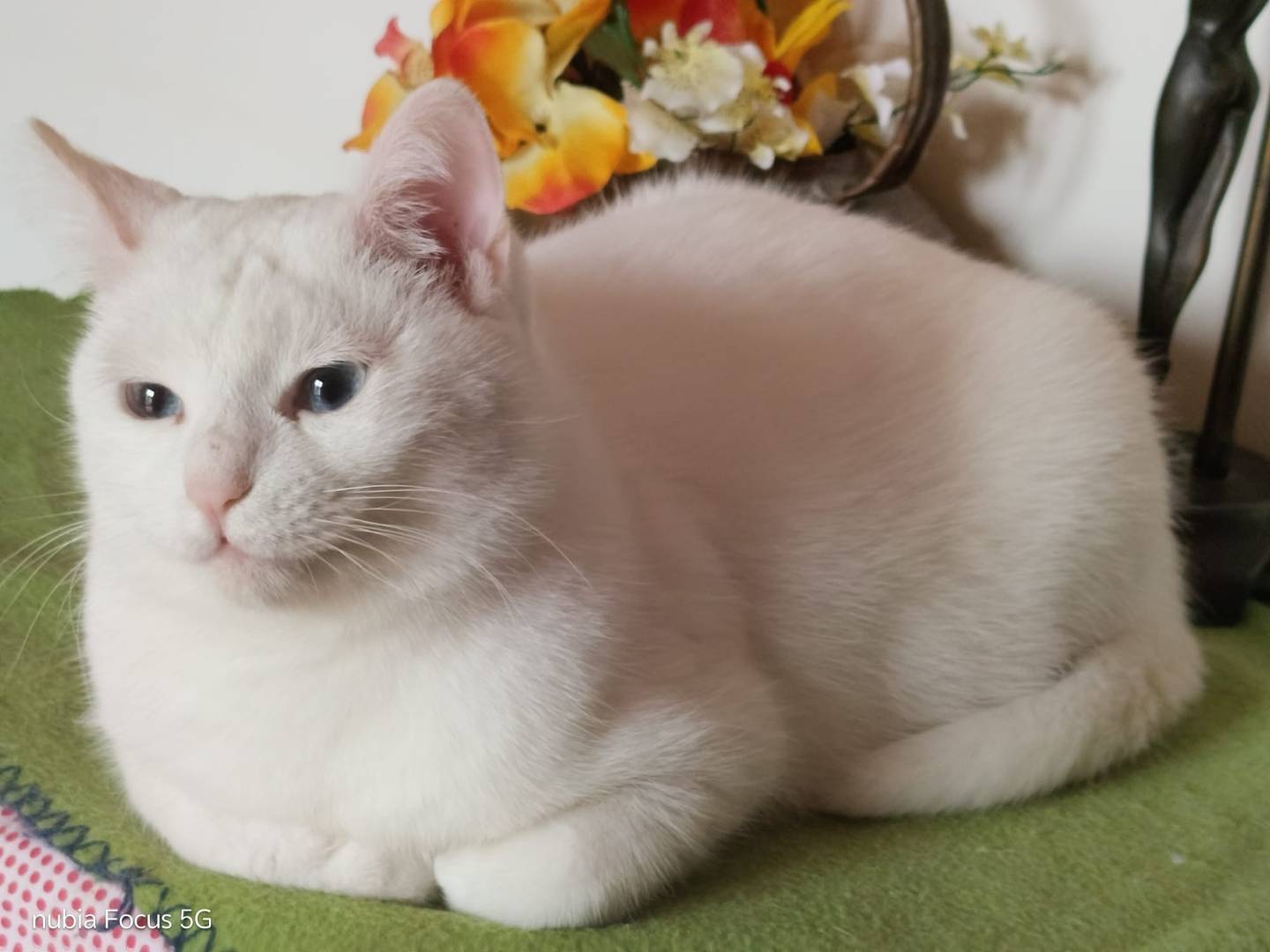 Adozione gatto, femmina, Razza sconosciuta Razza sconosciuta, 2 anni e 2 mesi, taglia non valida, Parma