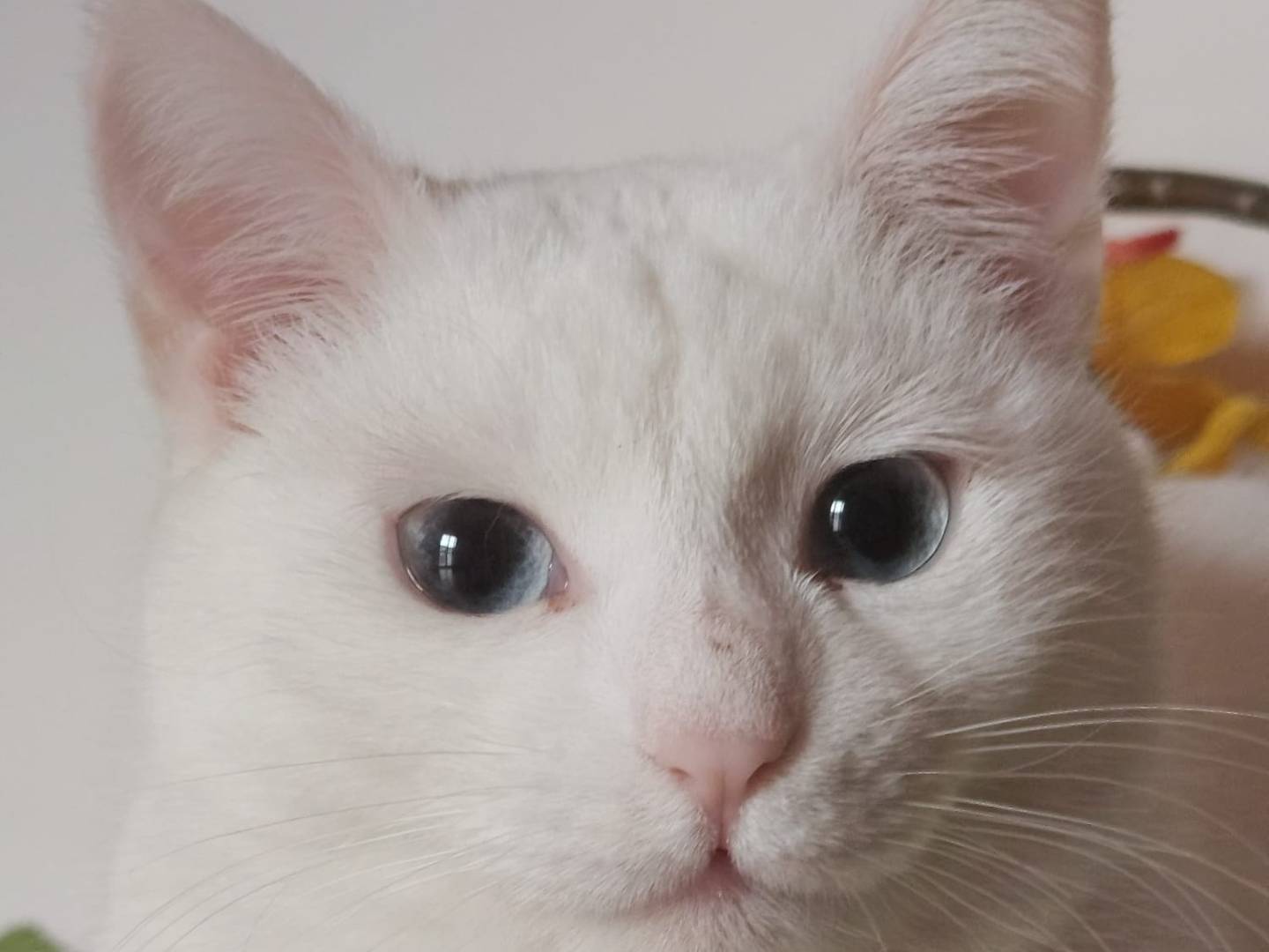 Adotta un gatto, femmina, 2 anni e 2 mesi, Parma