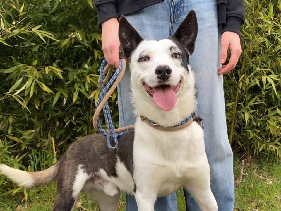 Adozione cane, maschio, Razza sconosciuta Razza sconosciuta, 1 anno e 1 mese, taglia media, Varese