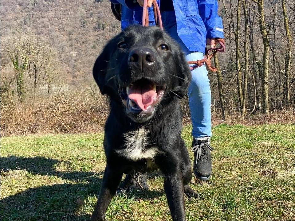 Adotta un cane, maschio, 1 anno e 1 mese, Varese