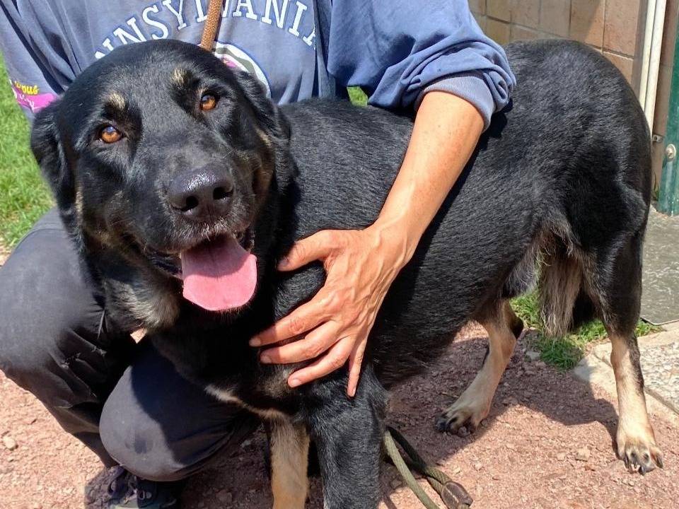 Adozione cane, maschio, Razza sconosciuta Razza sconosciuta, 3 anni e 6 mesi, taglia media, Varese