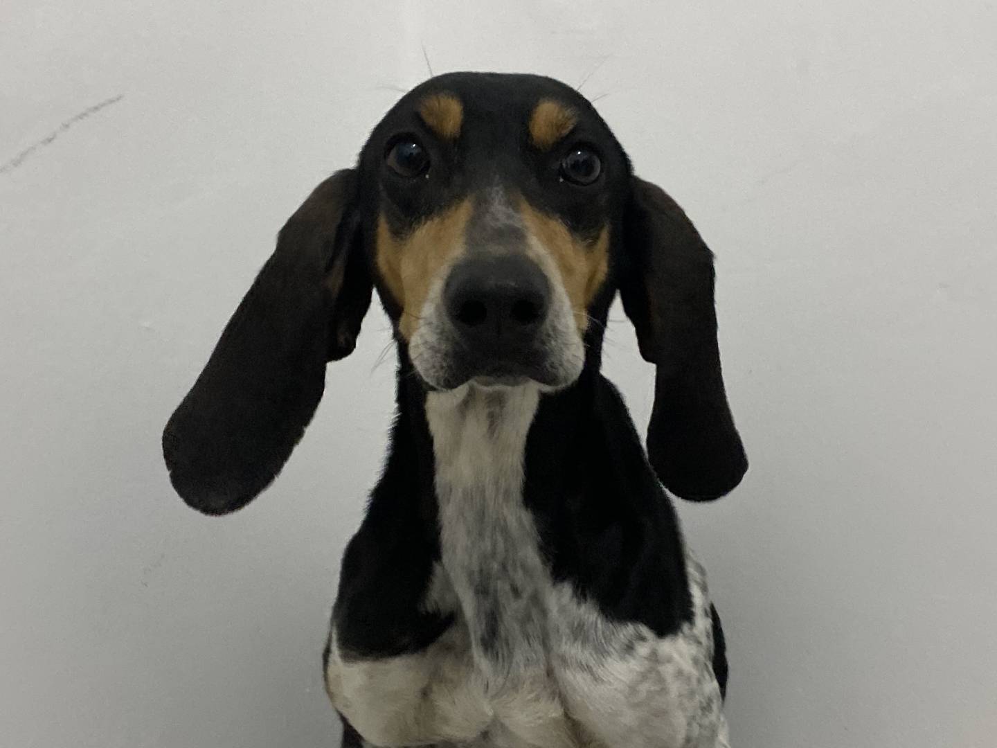 Adotta un cane, femmina, 2 anni e 2 mesi, Bari