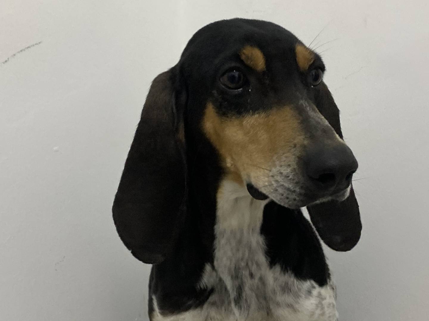 Adotta un cane, taglia media, femmina, Bari