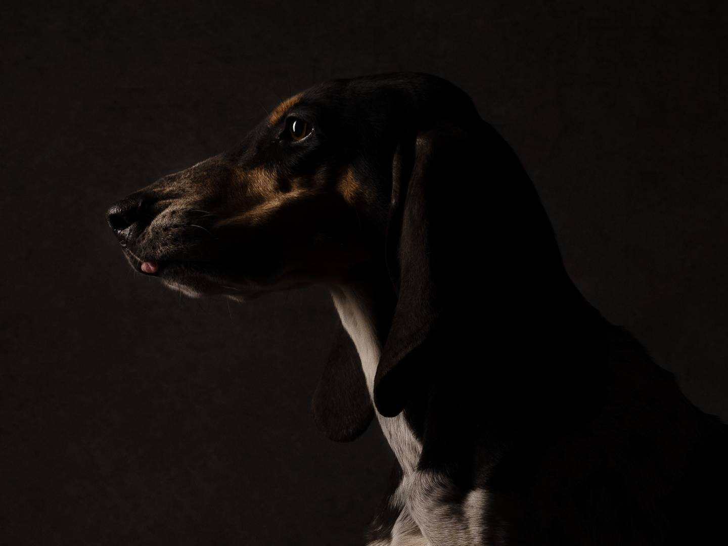 Adotta il cane Milù a Bari