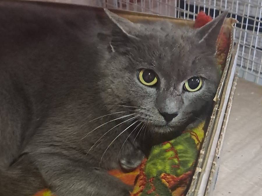 Adozione gatto, femmina, Razza sconosciuta Razza sconosciuta, 4 anni e 2 mesi, taglia non valida, Parma