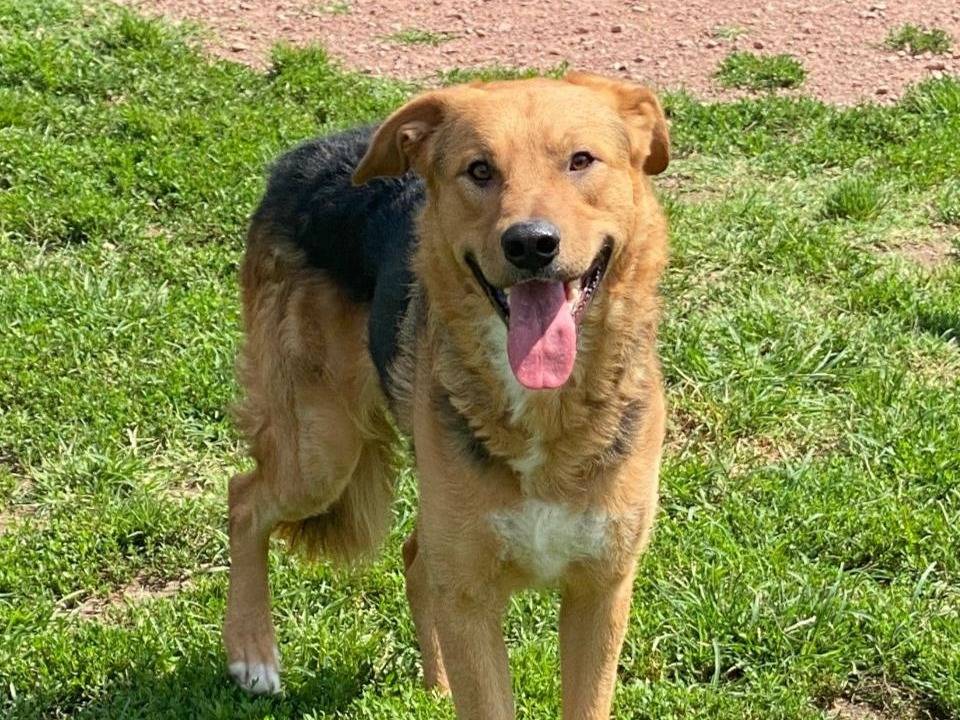 Adozione cane, maschio, Razza sconosciuta Razza sconosciuta, 3 anni, taglia media, Varese