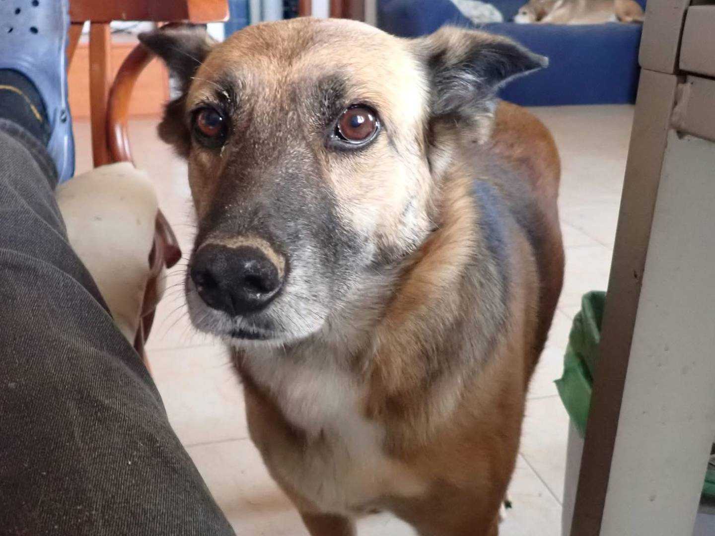 Adozione cane, femmina, Pastore Belga Malinois Pastore tedesco, 9 anni e 11 mesi, taglia grande, Vibo
