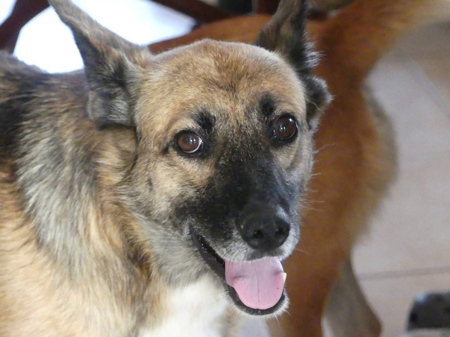 Adotta un cane, taglia grande, femmina, Vibo