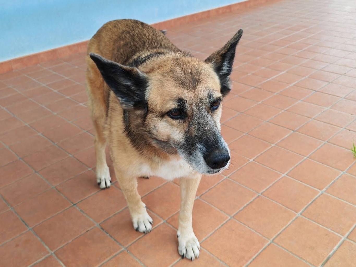 Vuoi adottare un cane a Vibo?