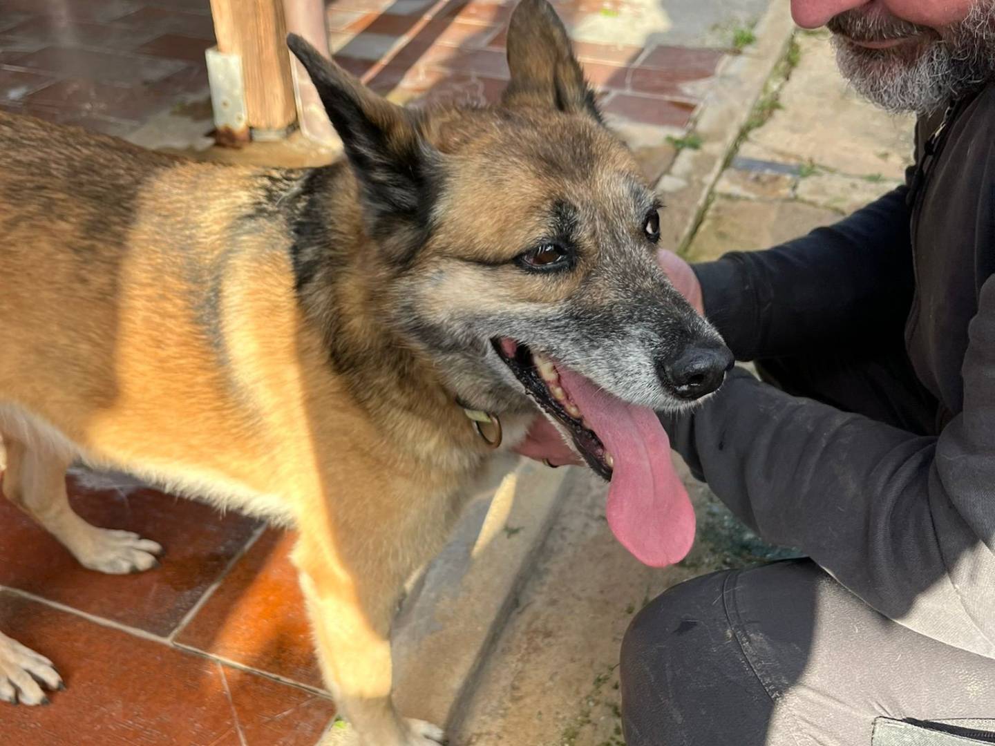 Adotta il cane DINA a Vibo