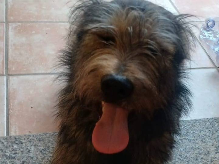 Adozione cane, maschio, Razza sconosciuta Razza sconosciuta, 9 mesi, taglia media contenuta, Nuoro