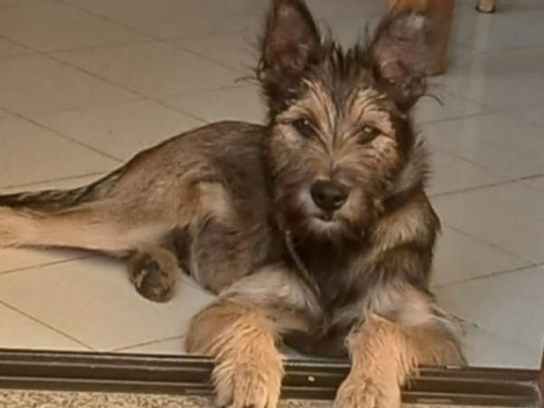 Adotta un cane, maschio, 9 mesi, Nuoro