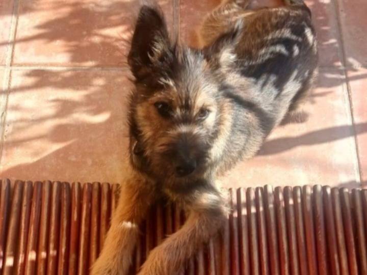 Adotta un cane, taglia media contenuta, maschio, Nuoro