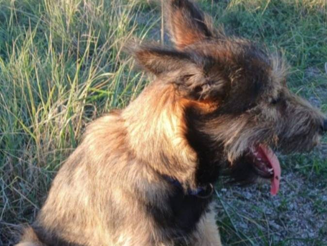 Adotta il cane Oreste mix spinoncino a Nuoro