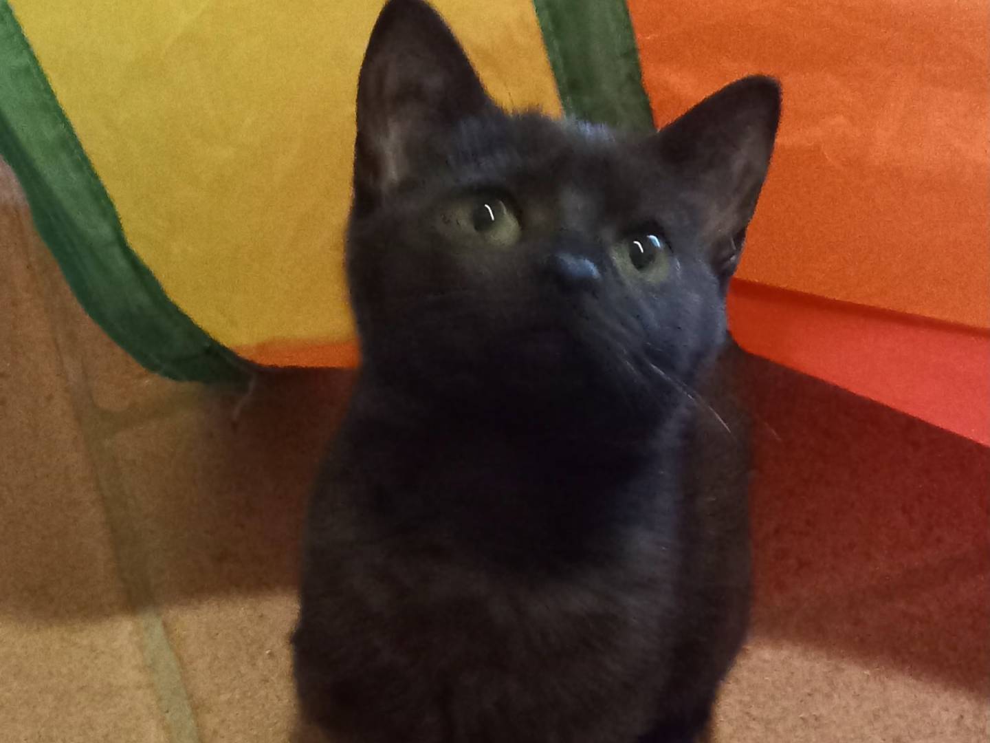 Adozione gatto, femmina, Razza sconosciuta Razza sconosciuta, 3 mesi, taglia non valida, Firenze