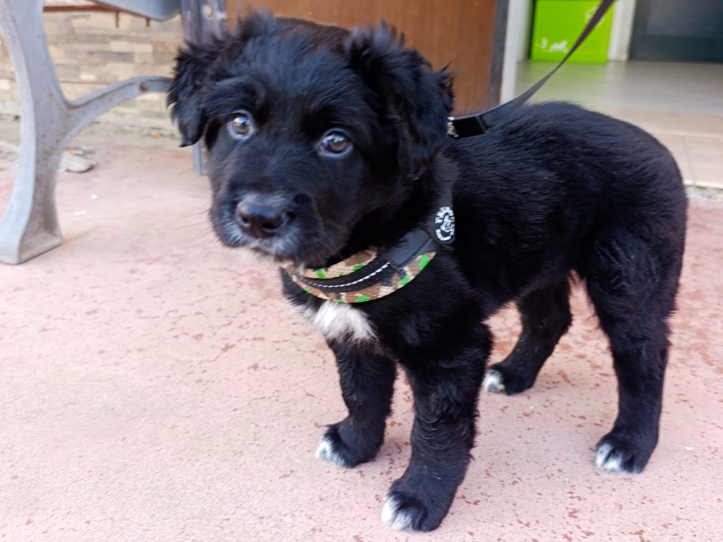 Adozione cane, maschio, Razza sconosciuta Razza sconosciuta, 1 mesi, taglia grande, Bolzano