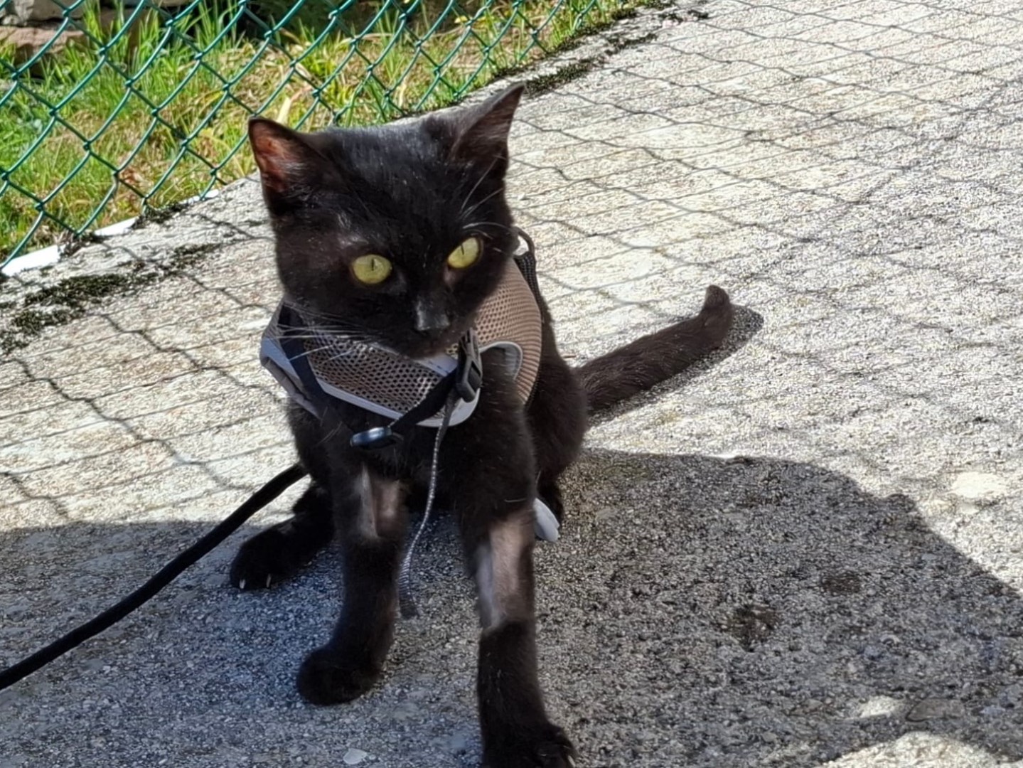 Adozione gatto, femmina, Razza sconosciuta Razza sconosciuta, 9 mesi, taglia non valida, Vicenza
