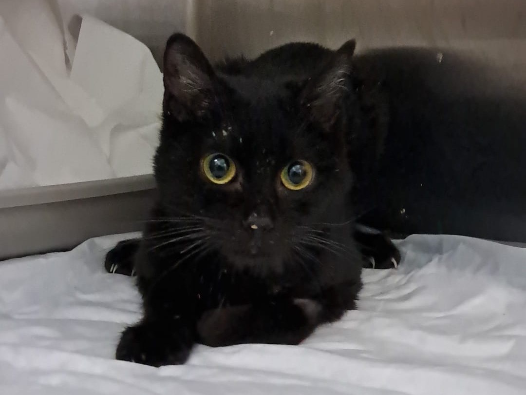 Adotta un gatto, taglia non valida, femmina, Vicenza