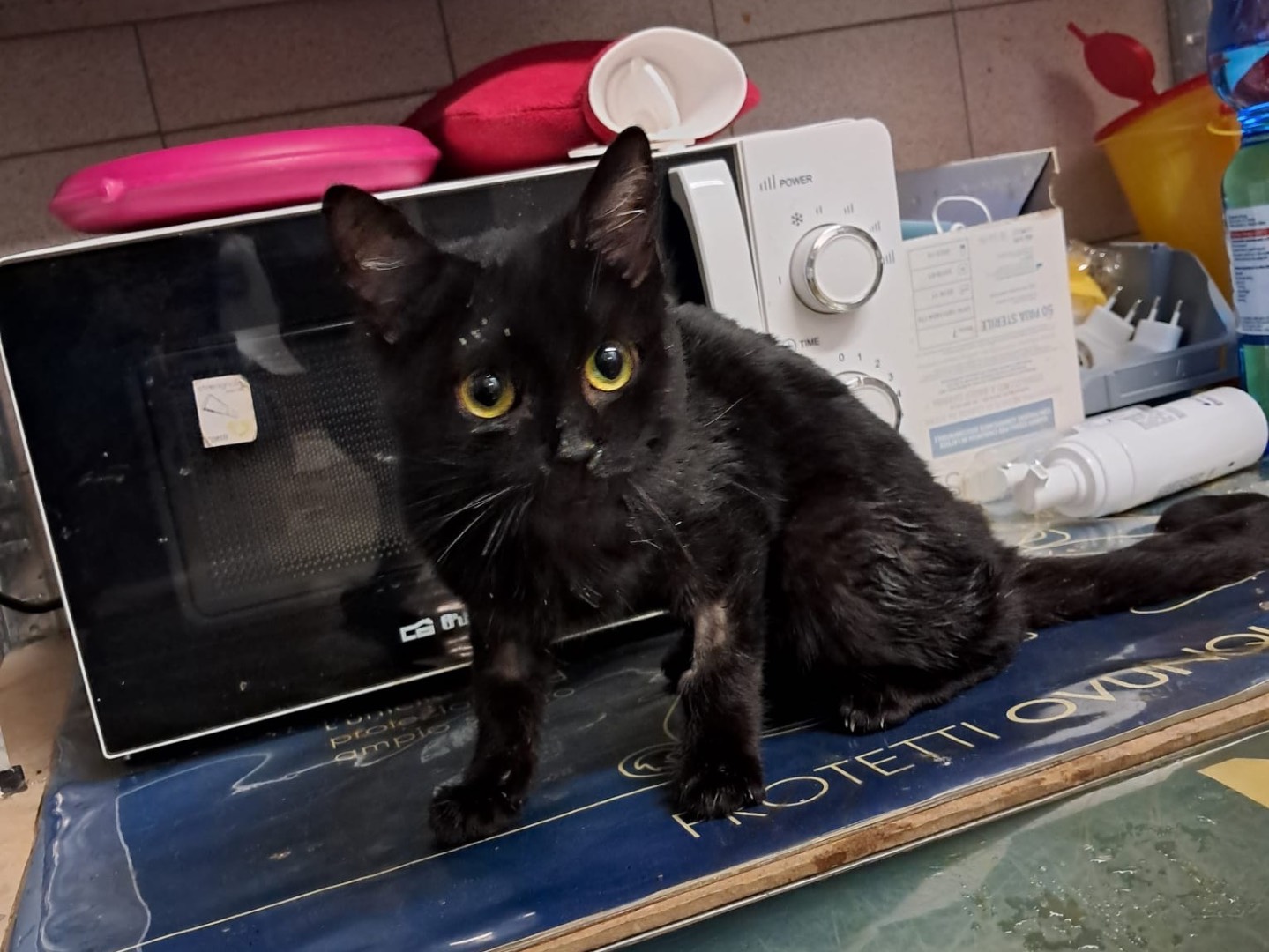 Vuoi adottare un gatto a Vicenza?