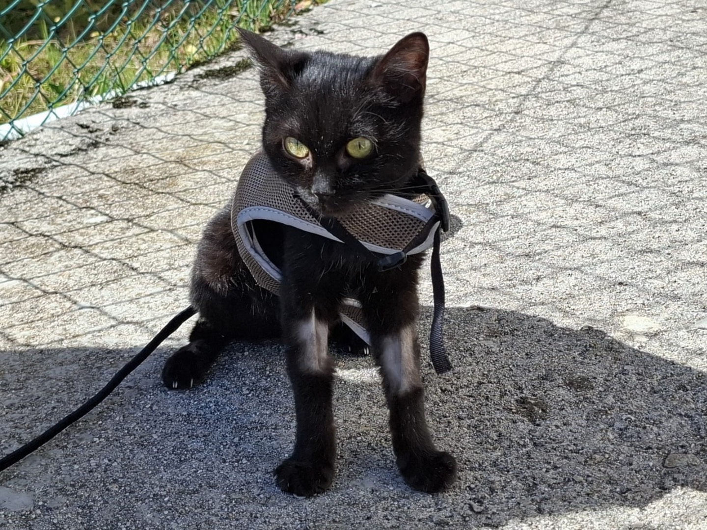 Adotta il gatto Sharon a Vicenza