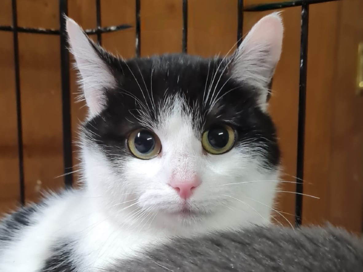 Adozione gatto, femmina, Razza sconosciuta Razza sconosciuta, 8 mesi, taglia non valida, Trento