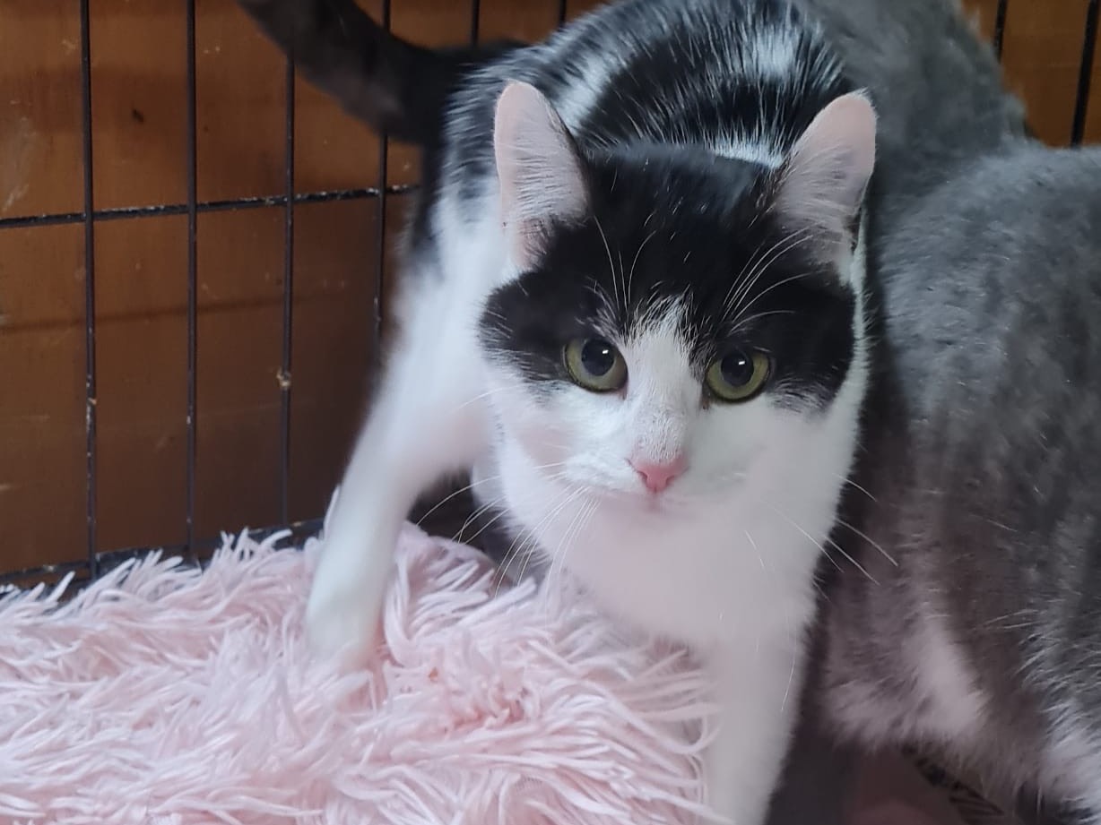 Adotta un gatto, femmina, 8 mesi, Trento