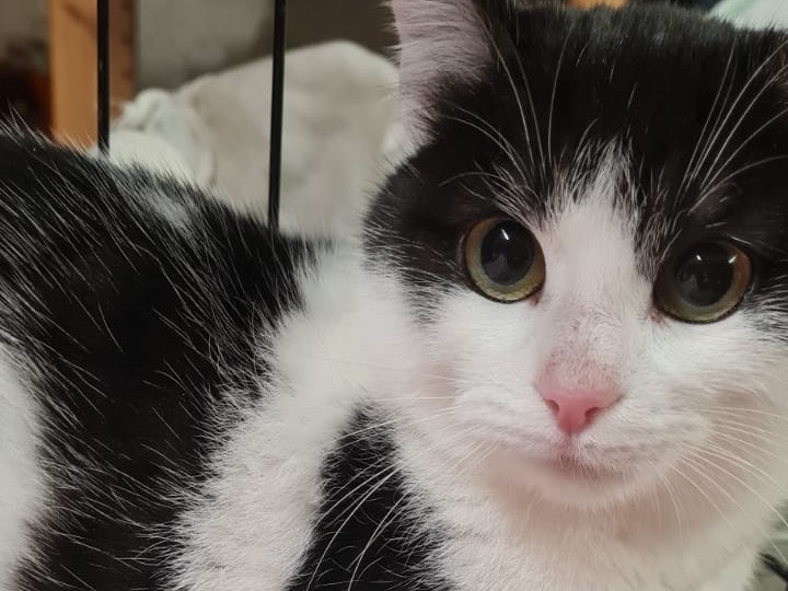 Adotta un gatto, taglia non valida, femmina, Trento