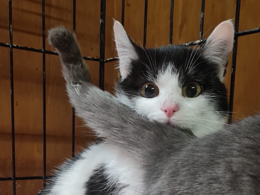 Vuoi adottare un gatto a Trento?