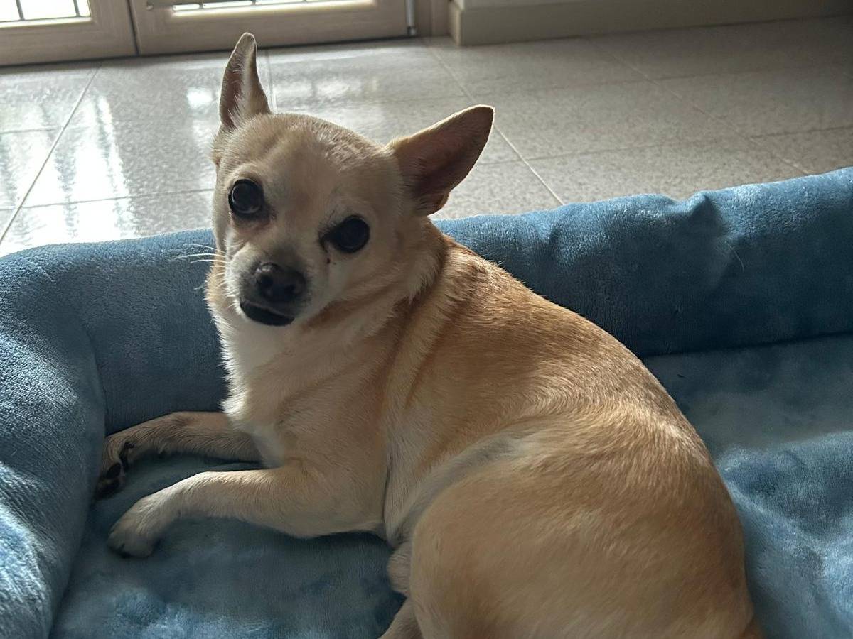 Adozione cane, maschio, Chihuahua Razza sconosciuta, 9 anni e 2 mesi, taglia piccola, Piacenza