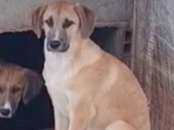 Adozione cane, maschio, Razza sconosciuta Razza sconosciuta, 5 mesi, taglia media, Vibo