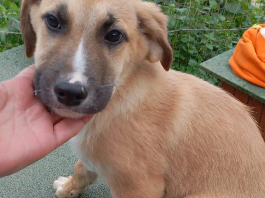 Adotta un cane, maschio, 5 mesi, Vibo