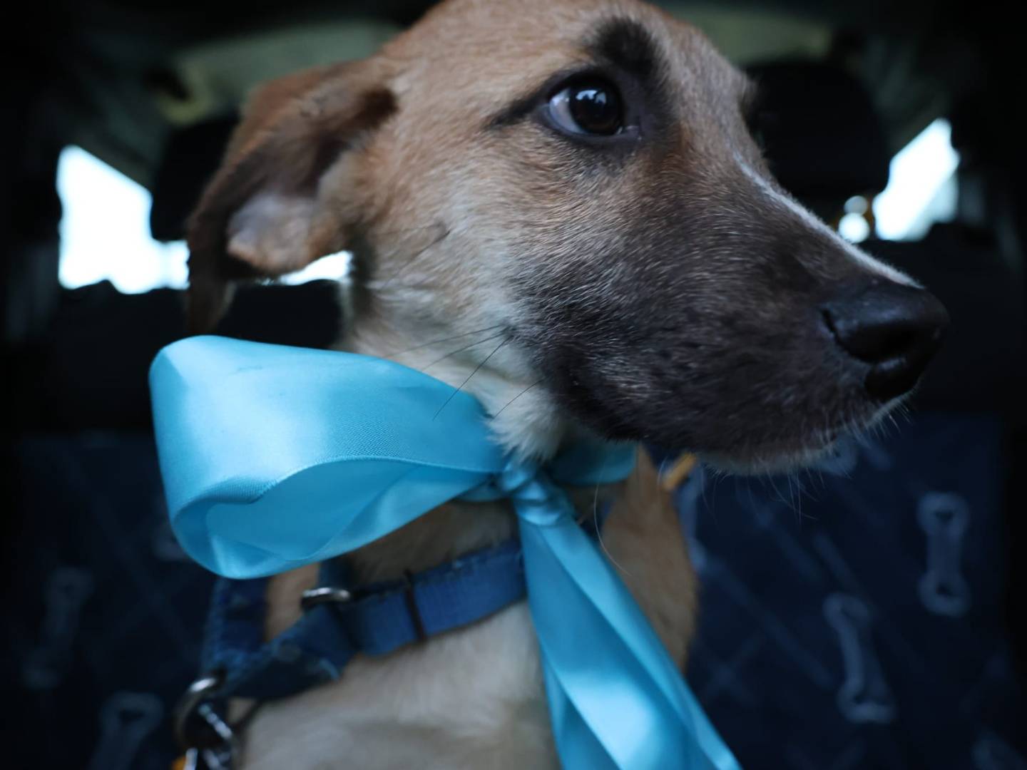 Adotta un cane, taglia media, maschio, Vibo