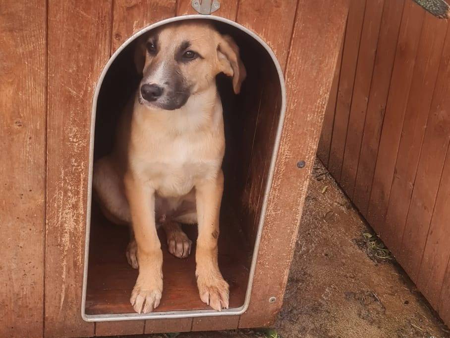 Vuoi adottare un cane a Vibo?